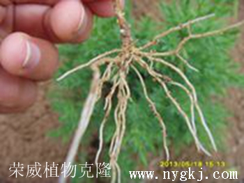 四川荣威植物克隆，根系发达