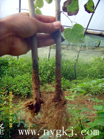 四川荣威植物克隆，粗枝直接育成大苗