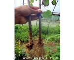 四川荣威植物克隆，粗枝直接育成大苗